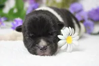 Fuji , a male Akita for sale in Trenton, MO – Photo 1 of 10