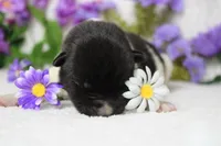 Fuji , a male Akita for sale in Trenton, MO – Photo 2 of 10