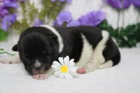 Fuji , a male Akita for sale in Trenton, MO – Photo 7 of 10