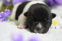 Fuji , a male Akita for sale in Trenton, MO – Photo 5 of 10