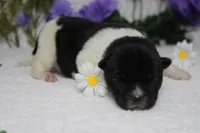 Fuji , a male Akita for sale in Trenton, MO – Photo 10 of 10