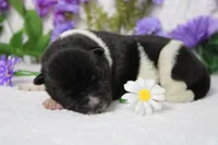 Fuji , a male Akita for sale in Trenton, MO – Photo 8 of 10