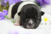 Fuji , a male Akita for sale in Trenton, MO – Photo 6 of 10