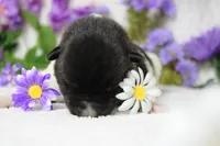 Fuji , a male Akita for sale in Trenton, MO – Photo 3 of 10