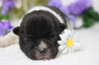 Fuji , a male Akita for sale in Trenton, MO – Photo 4 of 10