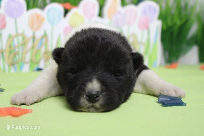 Fuji  – Akita puppy for sale in Trenton, MO