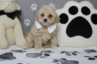 Charlie , a male Poodle - Toy  and Havapoo for sale in Trenton, MO – 7 of 7