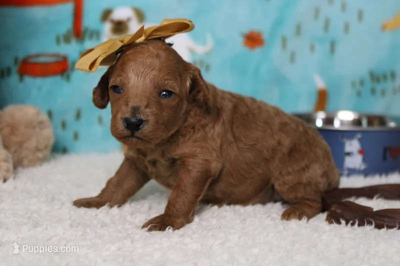 Tangerine – Poodle - Miniature  puppy for sale in Trenton, MO