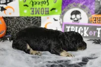 Marco , a male Poodle - Toy  for sale in Trenton, MO – 6 of 9