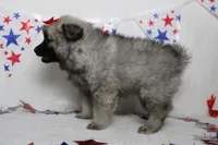 Elsa , a female Keeshond for sale in Trenton, MO – 5 of 8