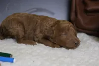 Valencia , a female Poodle - Miniature  for sale in Trenton, MO – 4 of 7