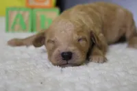 Alfredo , a male Miniature Goldendoodle for sale in Trenton, MO – 4 of 9