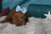 Parfait , a female Cocker Spaniel and Poodle - Toy  for sale in Trenton, MO – 2 of 7