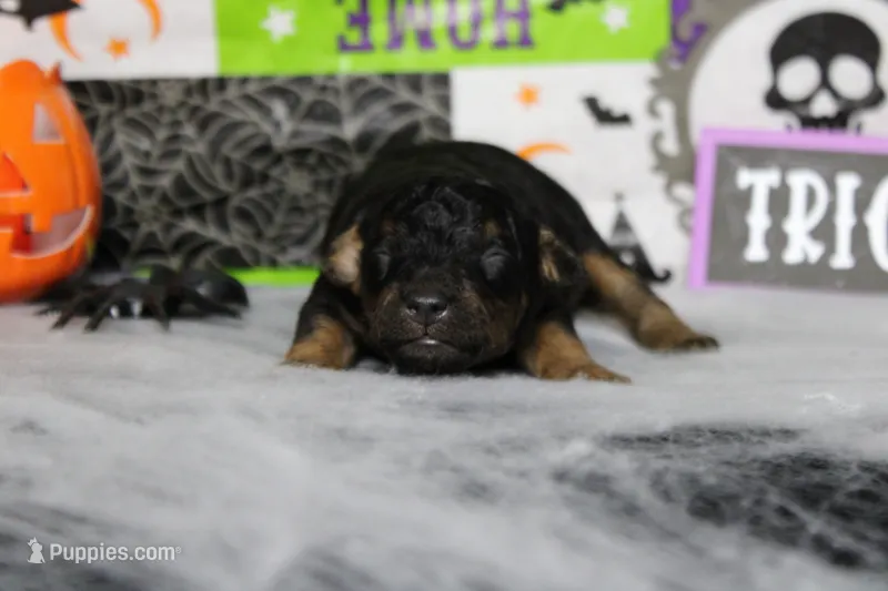 Ray  – Poodle - Toy  puppy for sale in Trenton, MO