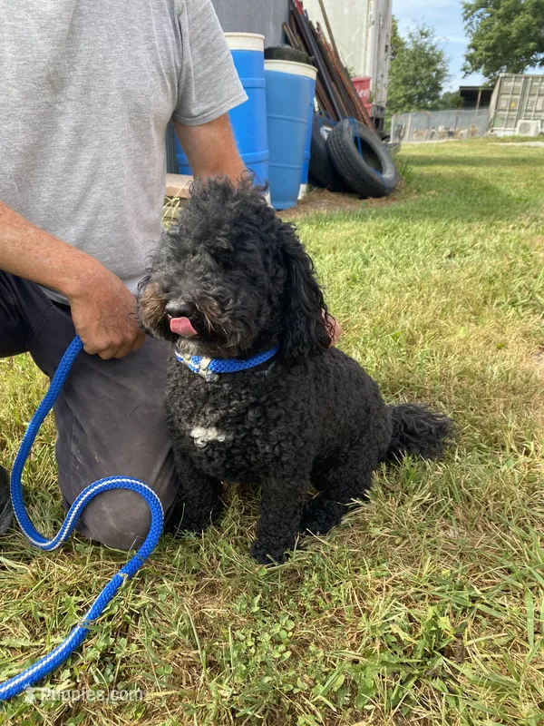 Maverick – Poodle - Toy , Miniature Bernedoodle puppy for sale in Trenton, MO