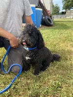Maverick, a male Poodle - Toy  and Miniature Bernedoodle for sale in Trenton, MO – 1 of 5