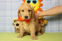 Brioche , a male Golden Retriever for sale in Trenton, MO – 2 of 6