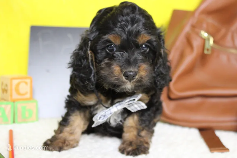 Ripple  – Cockapoo puppy for sale in Trenton, MO
