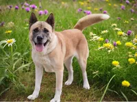 KJ, a female Akita for sale in Trenton, MO – 3 of 8