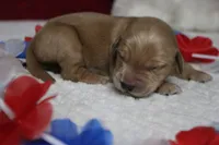 Brioche , a male Golden Retriever for sale in Trenton, MO – 8 of 10