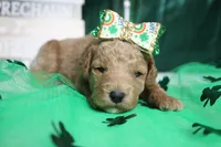 Sunkist , a female Miniature Goldendoodle for sale in Trenton, MO – Photo 3 of 7