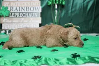Sunkist , a female Miniature Goldendoodle for sale in Trenton, MO – Photo 6 of 7