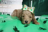 Sunkist , a female Miniature Goldendoodle for sale in Trenton, MO – Photo 2 of 7