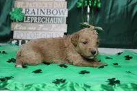 Sunkist , a female Miniature Goldendoodle for sale in Trenton, MO – Photo 7 of 7