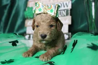 Sunkist , a female Miniature Goldendoodle for sale in Trenton, MO – Photo 4 of 7