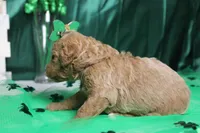 Sunkist , a female Miniature Goldendoodle for sale in Trenton, MO – Photo 5 of 7