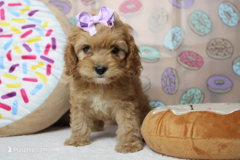 Maddie – Cockapoo puppy for sale in Trenton, MO