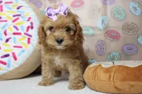 Maddie, a female Cockapoo for sale in Trenton, MO – 1 of 7