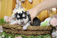 Freya , a female Siberian Husky for sale in Trenton, MO – 2 of 10
