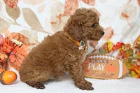 Seville, a male Poodle - Miniature  for sale in Trenton, MO – 8 of 8