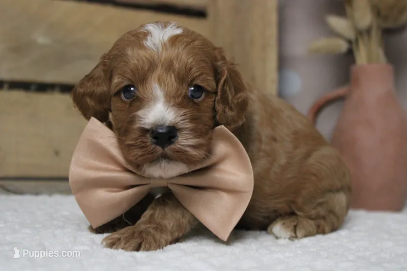 Pistachio – Cockapoo puppy for sale in Trenton, MO