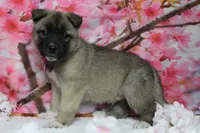 Braeburn, a male Akita for sale in Trenton, MO – 7 of 9