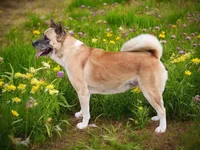 KJ, a female Akita for sale in Trenton, MO – 2 of 8