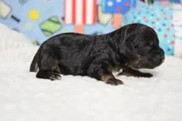 Rocky , a male Cocker Spaniel and Poodle - Toy  for sale in Trenton, MO – 4 of 6