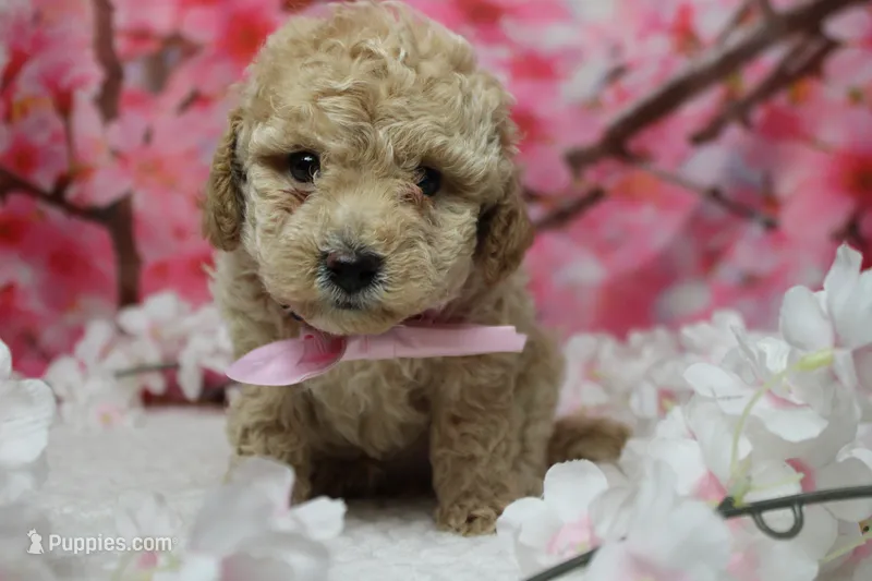 Willie  – Poodle - Toy , Havapoo puppy for sale in Trenton, MO