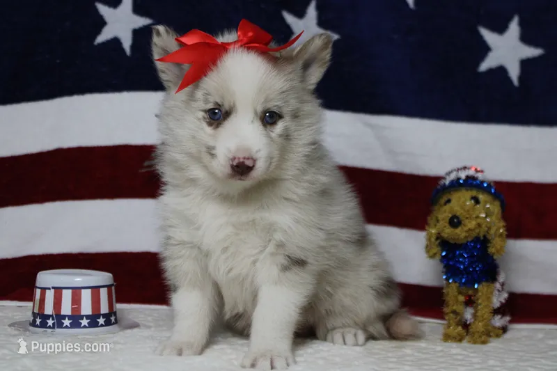 Muffy  – Pomsky puppy for sale in Trenton, MO