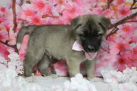 Braeburn, a male Akita for sale in Trenton, MO – 8 of 9