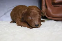 Clementine, a female Poodle - Miniature  for sale in Trenton, MO – 2 of 7