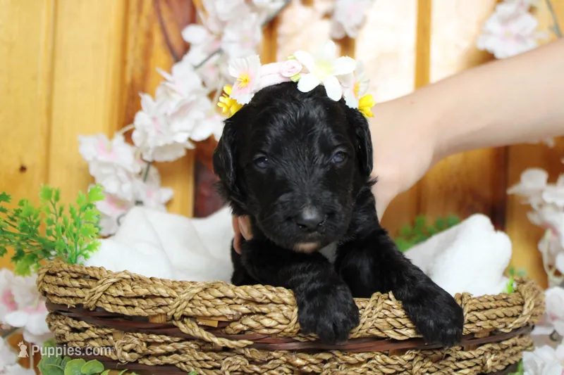 Nova  – Bernedoodle puppy for sale in Trenton, MO