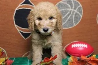 Meatball , a male Goldendoodle for sale in Trenton, MO – 7 of 10