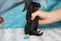 Gelato, a male Cocker Spaniel and Poodle - Toy  for sale in Trenton, MO – 5 of 7