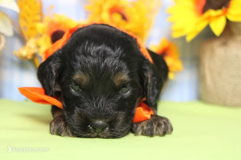 Rocky  – Cockapoo puppy for sale in Trenton, MO