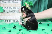 Sydney, a female Bernese Mountain Dog for sale in Trenton, MO – Photo 6 of 6