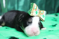 Sydney, a female Bernese Mountain Dog for sale in Trenton, MO – Photo 2 of 6