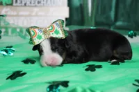 Sydney, a female Bernese Mountain Dog for sale in Trenton, MO – Photo 4 of 6