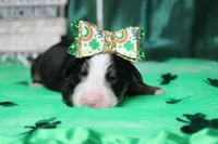 Sydney, a female Bernese Mountain Dog for sale in Trenton, MO – Photo 1 of 6